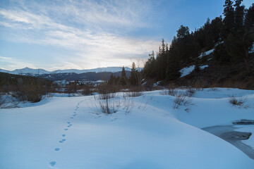 Fototapeta na wymiar Small animal tracks leading off into distance in deep snow. Colorado Rocky Mountains