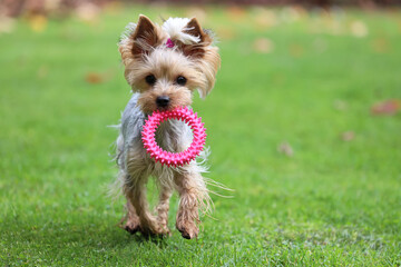 Yorkshire. Mały szary piesek wesoło bawi się w ogrodzie.  © FotoDax