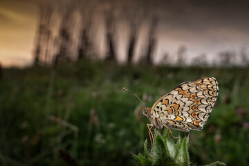 Colourful butterfly resting on flower. Blurry nature background. Macro shot of insects.
