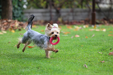 Yorkshire. Mały szary piesek wesoło bawi się w ogrodzie.  © FotoDax