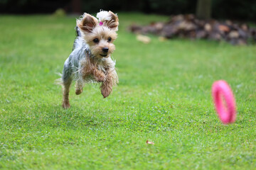 Yorkshire. Mały szary piesek wesoło bawi się w ogrodzie.  © FotoDax