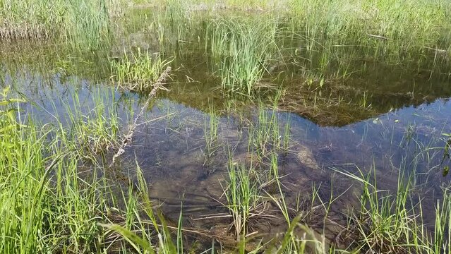 Middle shot pan of transparent small pond or lake water with close bottom, grass on shores and visible mountain in reflection when sunny summer and clear sky