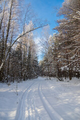 winter landscape with snow