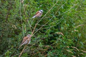 red winged blackbird