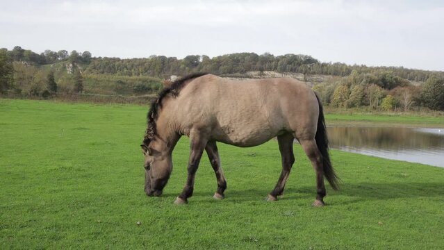 Polish Konik horse grazing on green grass in Eijsder Beemden Nature Reserve, pond and autumn trees in the background, thick mane and gray fur, autumn day in Eijsden, South Limburg, Netherlands