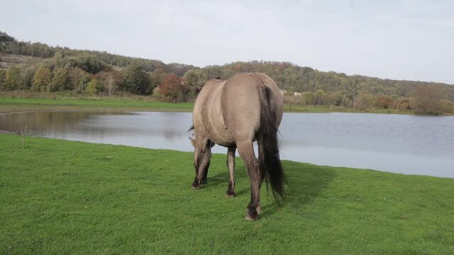 Rear view of a Polish Konik horse grazing in Eijsder Beemden Nature Reserve, green grass, pond and autumn trees in the background, gray fur, autumn day in Eijsden, South Limburg, Netherlands