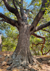 Large Oak Tree in Reservoir Canyon, San Luis Obispo County