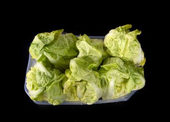 lettuces in studio