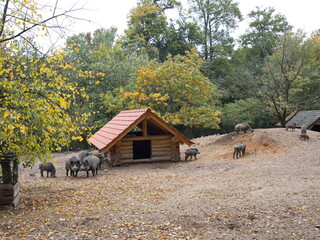 Wurfh&uuml;tte und Wetterschutz f&uuml;r Wildschweine