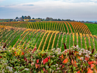 Weinberge mit Südhang im Herbst