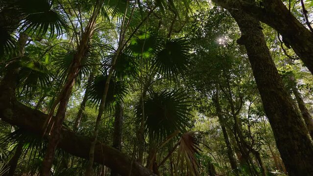 Tropical forest, natural jungles of Mexico. The video was made near the city of Cancun, Mexico.
