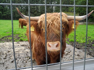 Highland Stier Mit Langen Hörner  