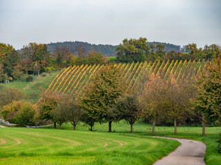 Weinberge mit Südhang im Herbst