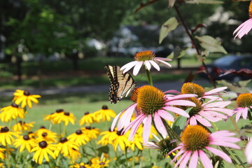 Eastern Tiger Swallowtail Papilio glaucus on purple coneflower Echinacea purpurea, with orange coneflower Rudbeckia fulgida in background