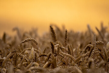 golden wheat field