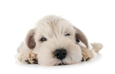 puppy miniature schnauzer in studio