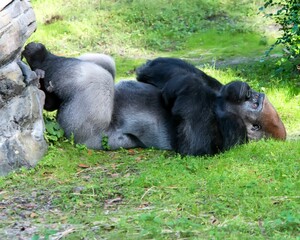 Close-up view of a gorilla laying on the grass with a thoughtful  expression © Dhcp/Wirestock Creators