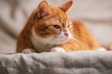 Beautiful purebred fluffy red domestic cat close-up.
