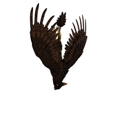 Fototapeta na wymiar Griffin or griffon a legendary creature with the body of a lion, the head and wings of an eagle