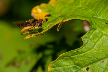 ant on a leaf