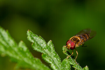 fly on leaf