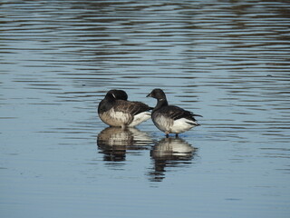 A pair of Atlantic Brant Geese standing in the tidal estuarine waters of the Sandy Hook Bay, Gateway National Recreation Area, Monmouth County, New Jersey.