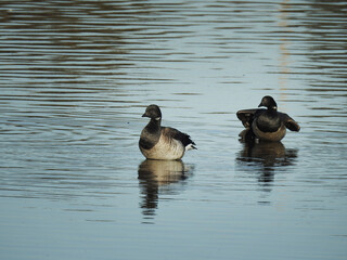 A pair of Atlantic Brant Geese standing in the tidal estuarine waters of the Sandy Hook Bay,...
