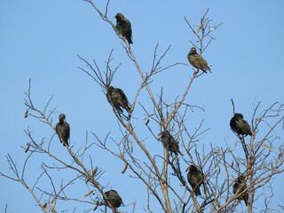 Common starlings perched in a tree, under a blue sky, at the Sandy Hook, Gateway National Recreation Area, in Monmouth County, New Jersey.
