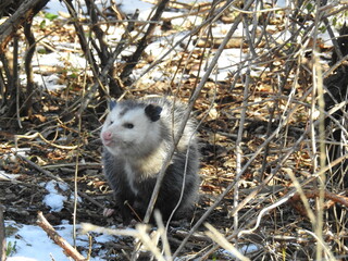 Opossum living in the woodland forest of the Sandy Hook, Gateway National Recreation Area, in...