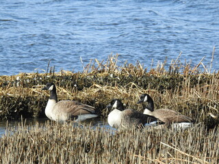 Several Canadian geese enjoying a beautiful winters day along the shores of the Sandy Hook Bay, in Monmouth County, New Jersey.