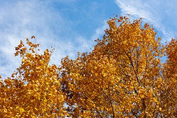 Fototapeta na wymiar golden autumn leaves