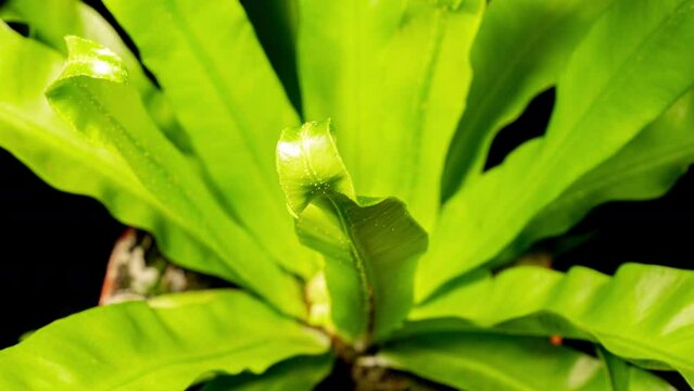 Asplenium Nidus Green Leaves Grow in Time Lapse on a Black Background. Plant Bird's Nest Ferns Leaf Unfurling Fast. Beautiful Natural Background of Green Fern