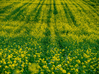 Rapsfeld im Herbst