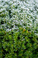 Background close-up image of frozen trimmed yew needles