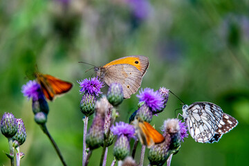 butterfly on flower