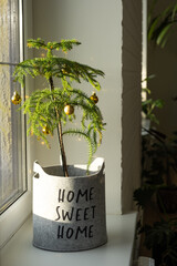 Araucaria house plant is a room spruce decorated with Christmas balls like a Christmas tree in a...