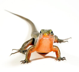 Madagascar girdled lizard // Madagaskar-Ringel-Schildechse (Zonosaurus madagascariensis)