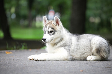 Siberian Husky puppy in the park