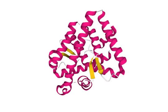 Structure of the human androgen receptor, 3D cartoon model with the differently colored elements of the secondary structure