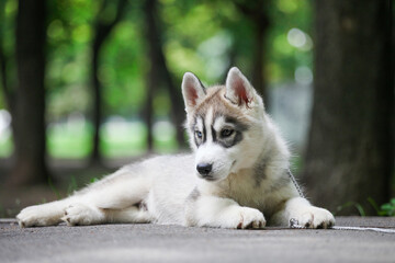 Siberian Husky puppy in the park