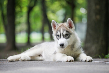 Siberian Husky puppy in the park