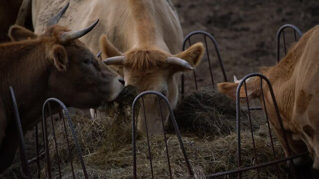 Brown cow grazing in a farm 4k video, Spain