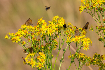 flowers of grass