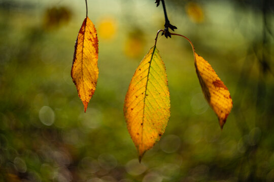autumnal leaves with nice soft artistic bokeh