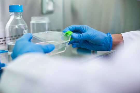 cell culture at the laboratory