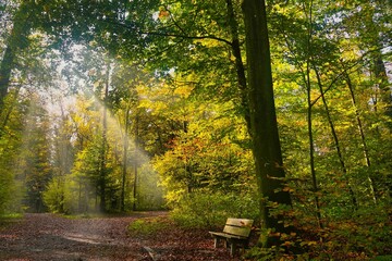 Obraz premium Beautiful shot of the sun shining through lush green trees in a forest