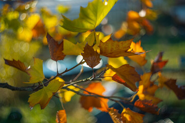 autumnal leaves with nice soft artistic bokeh