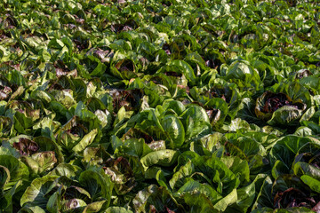 Chioggia radicchio in the field (Cichorium intybus late red from Chioggia)