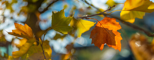 autumnal leaves with nice soft artistic bokeh