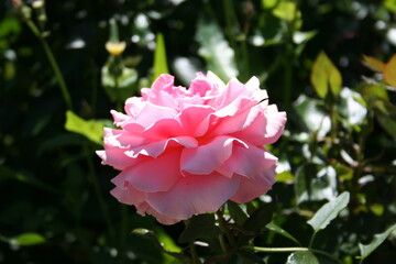 Rosa